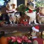 Photo of Diablo View Veterinary Medical Hospital