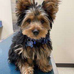 Ohana Wagging Tails - Ohana wagging tails