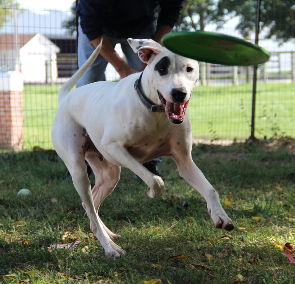 SPENCER KENNEL Updated October 2024 24 Reviews 1405 E US Hwy 50