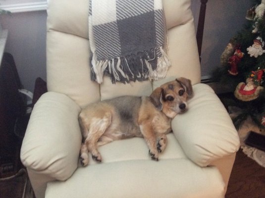 Conshohocken Veterinary Hospital 316 W Ridge Pike Conshohocken Pa Veterinarians Mapquest