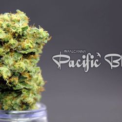 The Hidden Bush - Falcanna's heavy Indica, Pacific Blue