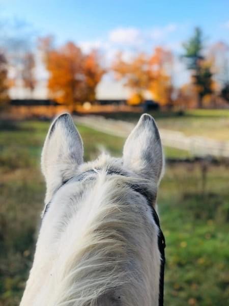 PipeDream Equine Logo
