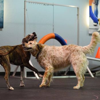 Zoom Room Dog Training - socialization.play groups, play time - Pet Training Near Me - Perrysburg, Ohio Zoom Room Dog Training - socialization.play groups, play time - Pet Training Near Me - Perrysburg, Ohio