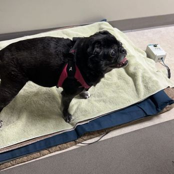 Two Hands Four Paws - Acupuncture room - Veterinarians Near Me - Los Angeles, California Two Hands Four Paws - Acupuncture room - Veterinarians Near Me - Los Angeles, California