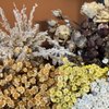 Chrysanthemum Rare Teas & Flowers gift card