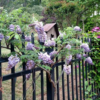 Magnolia Lawn - Japanese Wisteria--a less invasive species - Lawn Services Near Me - Suwanee, Georgia Magnolia Lawn - Japanese Wisteria--a less invasive species - Lawn Services Near Me - Suwanee, Georgia