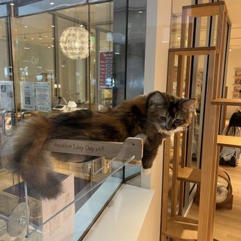 Ala Moana Center - Cat cafe - Shopping Centers Near Me - Honolulu, Hawaii Ala Moana Center - Cat cafe - Shopping Centers Near Me - Honolulu, Hawaii