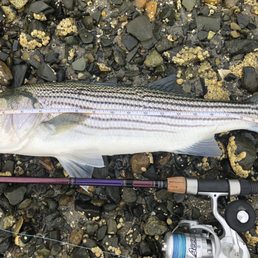 Maine Striper. Maine Striper.