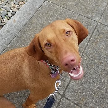 LoUber Pets - Hazel - Dog Walkers Near Me LoUber Pets - Hazel - Dog Walkers Near Me