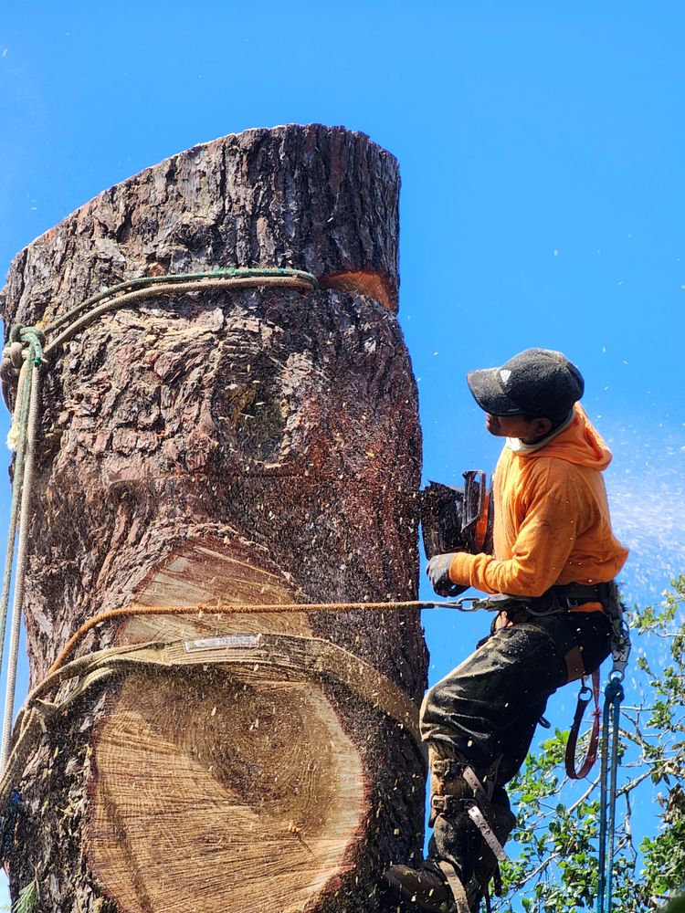 M&L TREE SERVICE - Updated June 2026 - 22 Photos & 10 Reviews - 350 ...