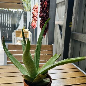 HOJA - Succulent and Ristras on Patio - Breakfast & Brunch Near Me - Denver, Colorado