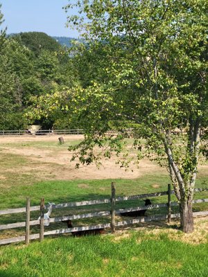 Wy'East Vineyards by null