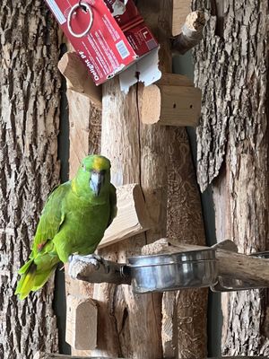 Bird Kingdom by null