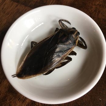 Brothers Bar & Grill - Giant beetle in bowl - Sports Bars Near Me - Muncie, Indiana Brothers Bar & Grill - Giant beetle in bowl - Sports Bars Near Me - Muncie, Indiana