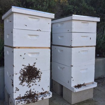 AA-Beekeeper Live Bee Removal - New colony installation.. - Pest Control Near Me AA-Beekeeper Live Bee Removal - New colony installation.. - Pest Control Near Me