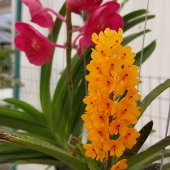 Krull-Smith Landscapes - Nurseries & Gardening Near Me - Apopka, Florida Krull-Smith Landscapes - Nurseries & Gardening Near Me - Apopka, Florida