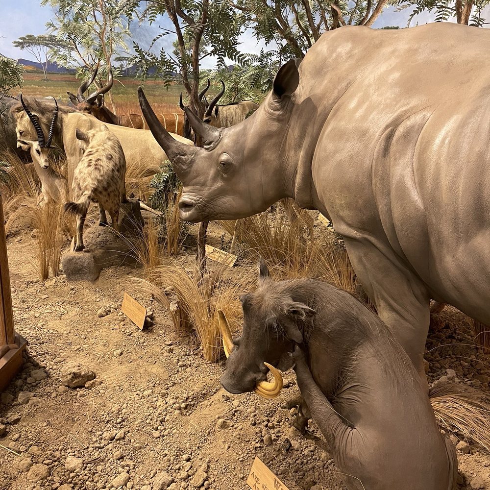 Cabela's - African game animals - Guns & Ammo Near Me - La Vista, Nebraska