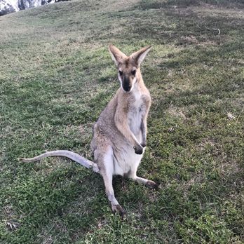 Lone Pine Koala Sanctuary - Zoos Near Me - Fig Tree Pocket, QLD