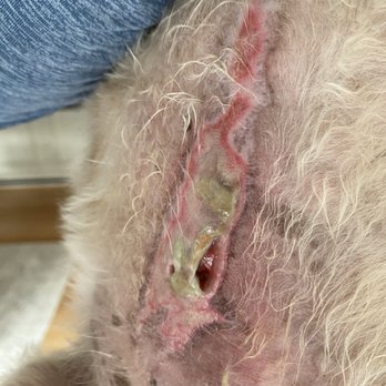 Dirty Paws Pet Grooming - INFECTION CAUSED BY GROOMER - Pet Groomers Near Me