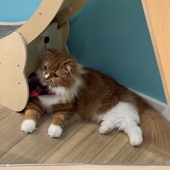 Cat Cafe Moff - Themed Cafes Near Me - Honolulu, Hawaii