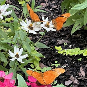 Brookgreen Gardens - Butterflies - Museums Near Me - Murrells Inlet, South Carolina Brookgreen Gardens - Butterflies - Museums Near Me - Murrells Inlet, South Carolina
