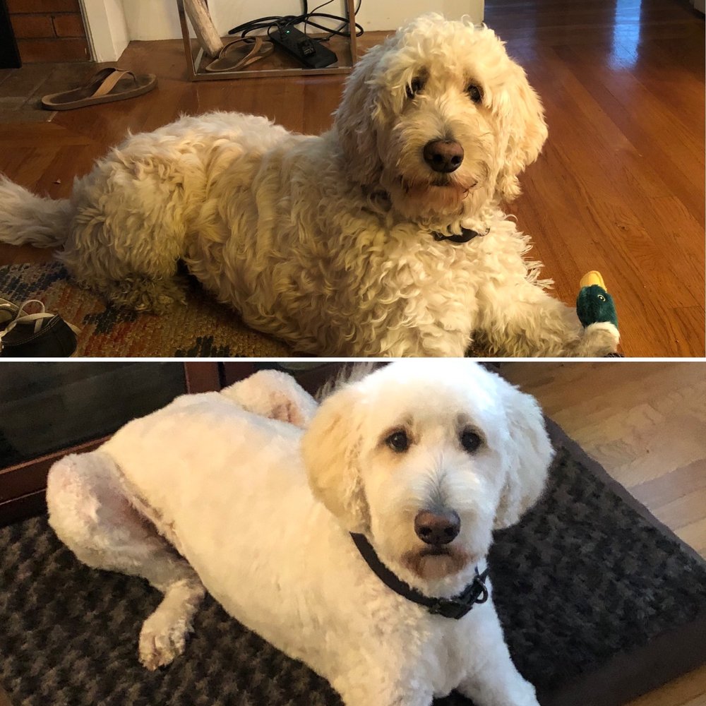 K J Paws - Before and after. - Pet Groomers Near Me - Sacramento, California K J Paws - Before and after. - Pet Groomers Near Me - Sacramento, California