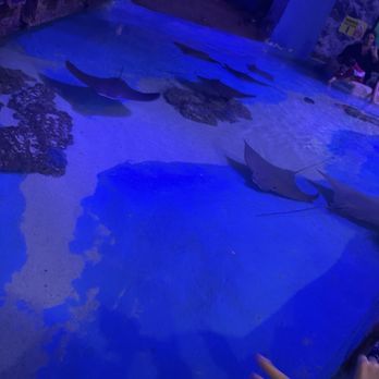 Clearwater Marine Aquarium - Aquariums Near Me - Clearwater, Florida