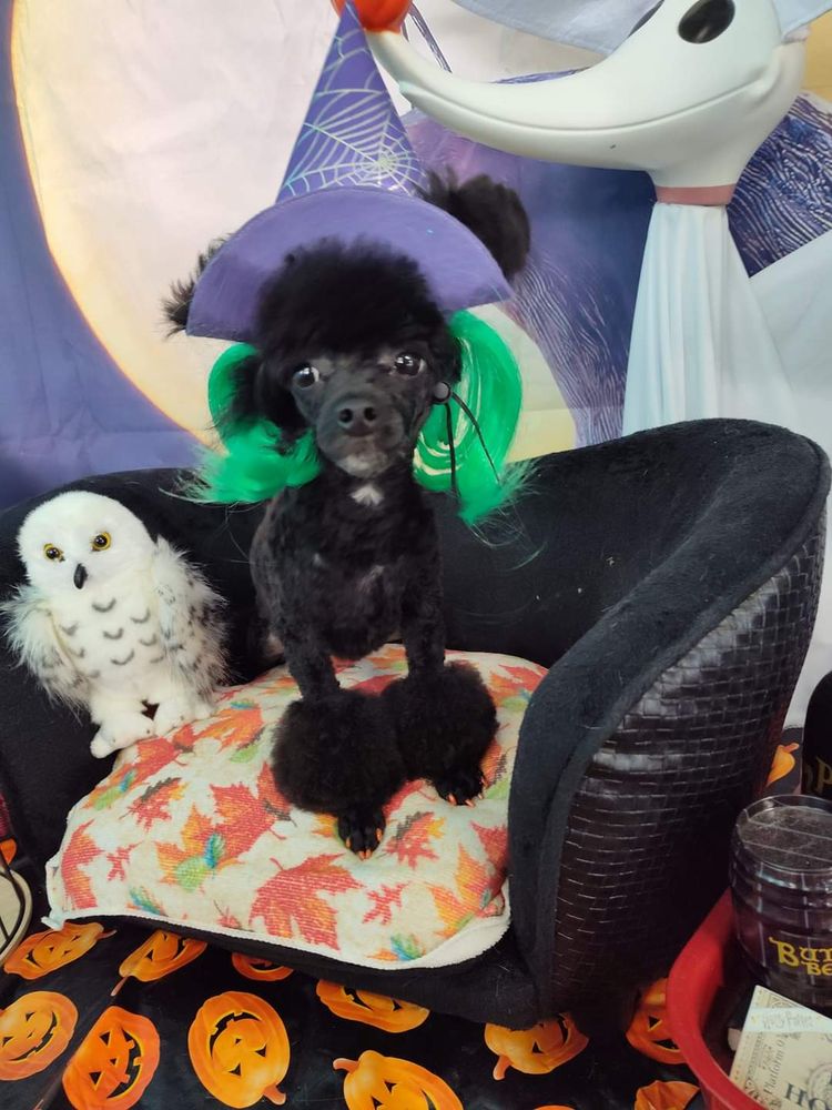 LARGO PET GROOMING 2 Updated October 2024 10 Photos & 22 Reviews