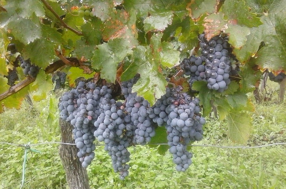 Loire Valley Wine Tour