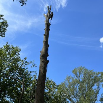 Adam's Tree Care - Tree Services Near Me - Salisbury, Maryland Adam's Tree Care - Tree Services Near Me - Salisbury, Maryland