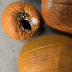 Miller Farms - The extent of nasty pumpkins
