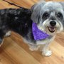 Topknots & Tails Pet Spa and Boutique