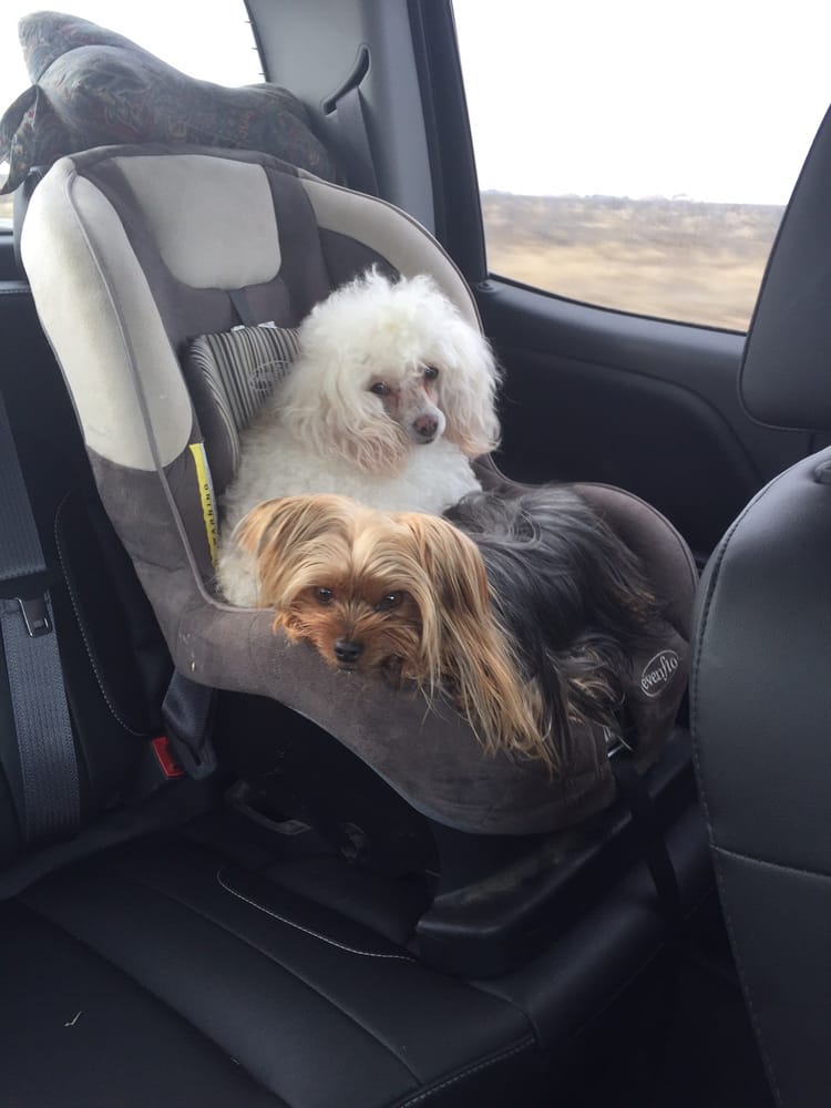 GROOMING BY DENISE Updated August 2024 6310 Alderfer Ave, Odessa