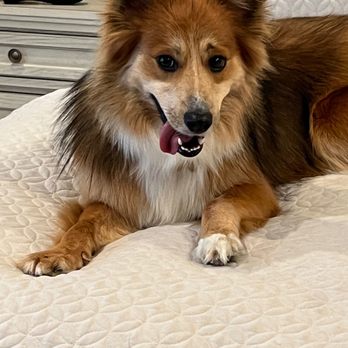 Barkys Bathtime - Just had my nails trimmed, a bath and a haircut - Pet Groomers Near Me - Rancho Cucamonga, California
