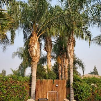Benitez Tree Service - Before the service picture - Tree Services Near Me Benitez Tree Service - Before the service picture - Tree Services Near Me
