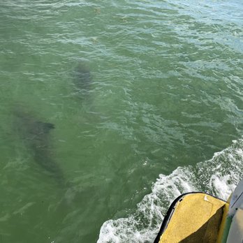 Encounter With Dolphins - Boating Near Me - Clearwater, Florida Encounter With Dolphins - Boating Near Me - Clearwater, Florida