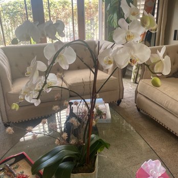 Cosgrove Cymbidium - Huge orchid plant almost like a tree! - Nurseries & Gardening Near Me - Encinitas, California Cosgrove Cymbidium - Huge orchid plant almost like a tree! - Nurseries & Gardening Near Me - Encinitas, California