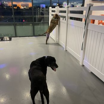 Barx Parx - Happy Hour - Pet Training Near Me - Las Vegas, Nevada Barx Parx - Happy Hour - Pet Training Near Me - Las Vegas, Nevada