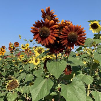 Today's Harvest - a field of sunflowers - Flowers & Gifts Near Me - New Paris, Ohio Today's Harvest - a field of sunflowers - Flowers & Gifts Near Me - New Paris, Ohio