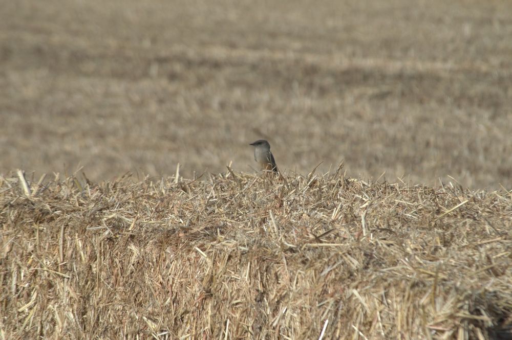 Los Poblanos Fields Open Space