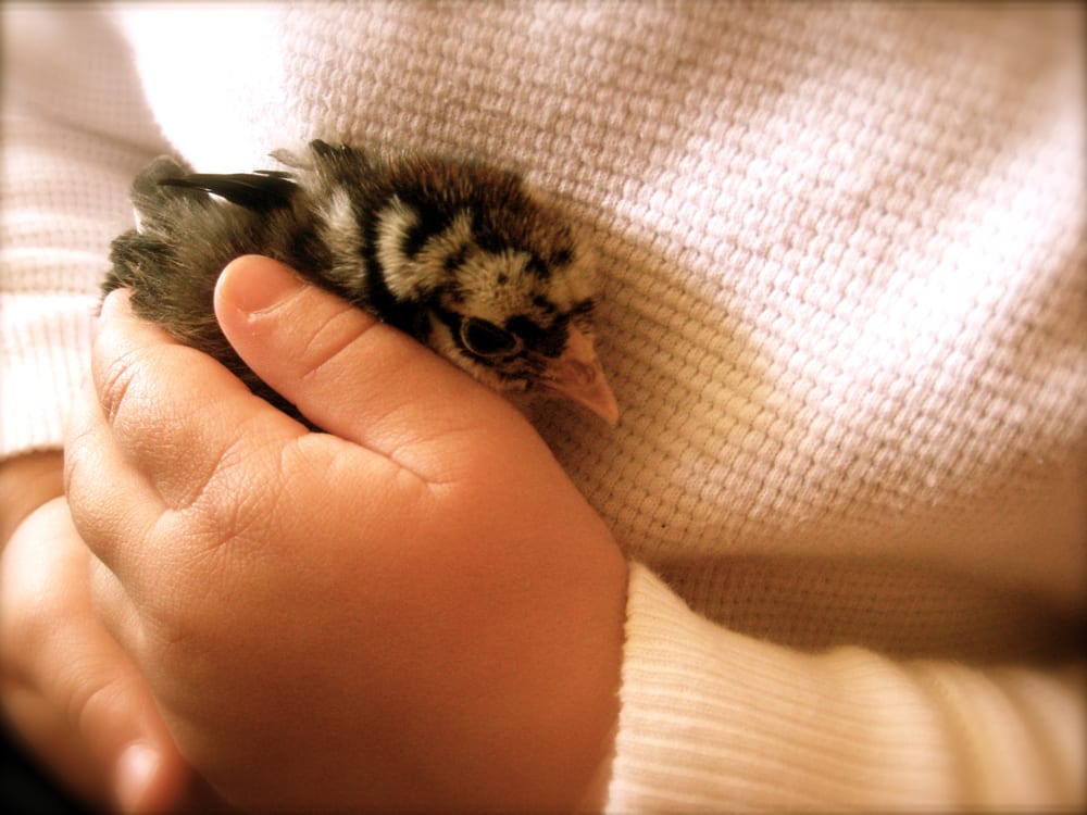 The Rainbow Bridge Preschool - childcare center in Sacramento, CA