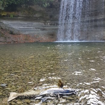 Bridal Veil Falls - The falls... and the salmon - Landmarks & Historical Buildings Near Me - Kagawong, Ontario Bridal Veil Falls - The falls... and the salmon - Landmarks & Historical Buildings Near Me - Kagawong, Ontario