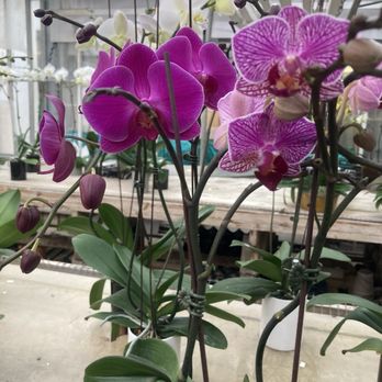 Orchids By Hausermann - Nurseries & Gardening Near Me - Villa Park, Illinois