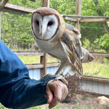 Raptor Hill Falconry - Specialty Schools Near Me - Stanley, Virginia