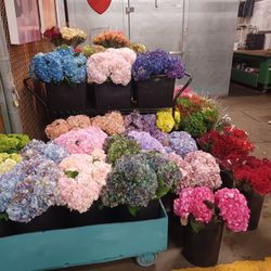 Sunshine Flowers International
