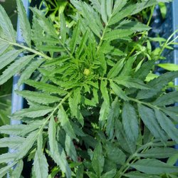 Harris Seeds - Antiqua Mix Marigolds