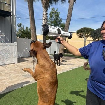 DogsWorld Resort - Pet Sitting Near Me - Jupiter, Florida