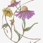 Photo of Moonwise Herbs