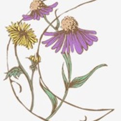 Moonwise Herbs
