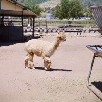Agua Dulce Winery - Wineries Near Me - Agua Dulce, California